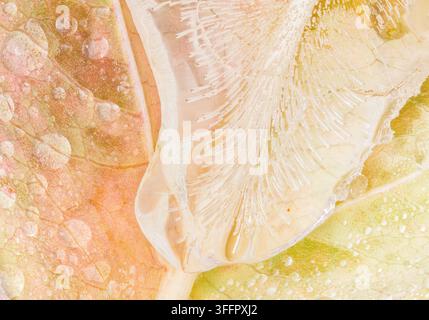 Makrofotografie von durchsichtigen schmelzenden Eiskristallen und Wassertropfen, die auf einem farbenfrohen Herbstblatt des Hartriegels ruhen und zarte Adern sowie warmen Text offenbaren Stockfoto