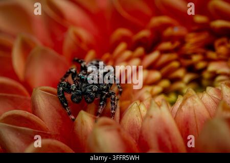 Springende Spinne, die auf einer leuchtend orangefarbenen Blume in einer detaillierten Makro-Nahaufnahme sitzt Stockfoto