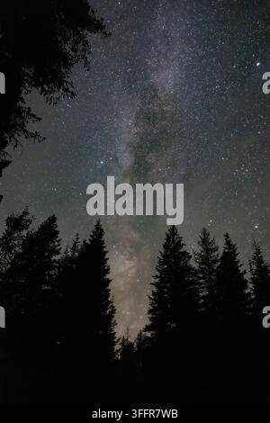 Die Milchstraße erhebt sich durch einen sternenfüllten Nachthimmel über Silhouetten hoher Nadelbäume in einer dunklen Waldlandschaft. Stockfoto