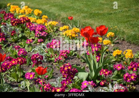 Buntes Blumenbeet mit roten Tulpen an einem sonnigen Sommertag Stockfoto