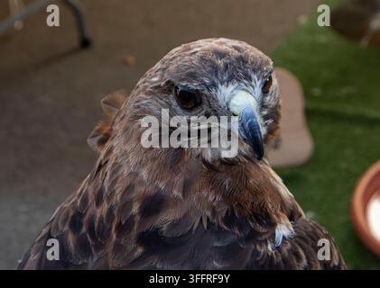 Ein Rotfußbussard blickt leicht nach vorne mit scharfen dunklen Augen. Diese Nahaufnahme fängt die Merkmale des Bussards in einer natürlichen Umgebung bei Tageslicht ein Stockfoto