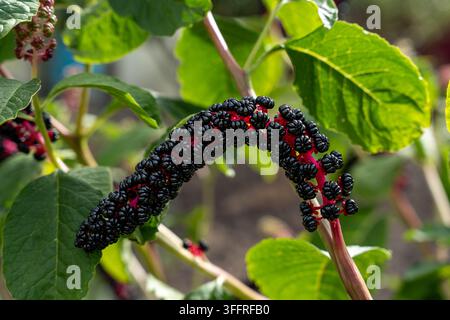 Reifende Pokeweed-Beerenbüschel an einem belaubten Stängel zeigt glänzende dunkle Früchte und hellgrüne Blätter in einer Nahaufnahme im Garten. Botanische Pflanze neigt sich Stockfoto
