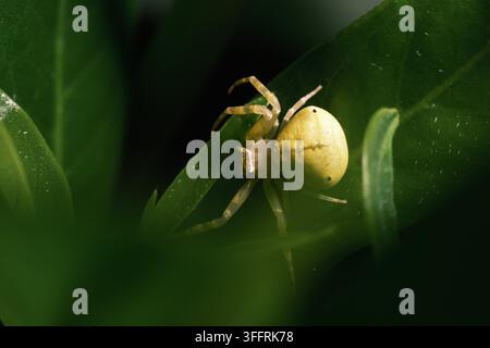 Gelbe Krabbenspinne (Thomisus citrinellus) getarnt auf grünem Blatt, Matrouh, Ägypten Stockfoto