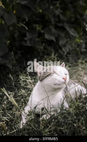 Eine zufriedene weiß-graue Katze kneift die Augen in einem üppigen Garten zusammen. Perfekt für Haustiergesundheitsmarken, tierärztliche Inhalte und Marketing mit Fokus auf eine gemütliche l Stockfoto