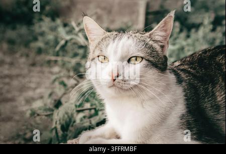 Nahaufnahme-Porträt einer grauen getigerten und weißen Hauskatze mit hellen Augen, die im Freien in der Nähe von grünen Pflanzen ruht. Ideal für Haustierpflege-Marken, Tierärzte Stockfoto