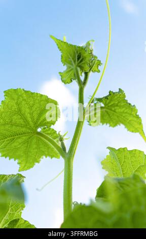 Eine vertikale Aufnahme eines jungen Gurkensprosses mit Ranken, die sich einem strahlend blauen Himmel entgegenstrecken. Ideal für Wachstums-Konzept-Design, Bauernhof-Banner und Vertic Stockfoto