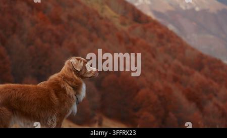 Nova Scotia Duck Tolling Retriever steht in einer goldenen Wiese mit Blick auf einen bunten Bergwald. Tiefrotes Herbstlaub schafft eine malerische Wander- und Stockfoto