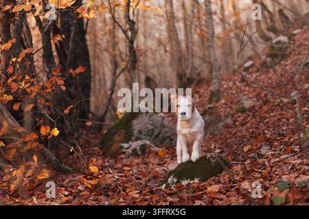 Ein Jack-Russell-Terrier sitzt ruhig auf einem Waldweg, der mit orangefarbenen Blättern bedeckt ist. Das Licht erzeugt einen sanften Kontrast zwischen moosigen Felsen und Baumstämmen. Stockfoto
