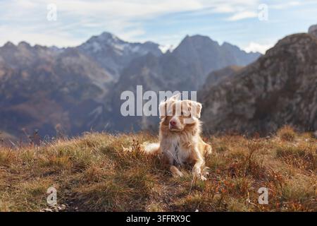 Ein Nova Scotia Duck Tolling Retriever sitzt ruhig auf einem felsigen Plateau, umgeben von Berggipfeln. Das sanfte Tageslicht und die Wolken schaffen eine filmische Stockfoto