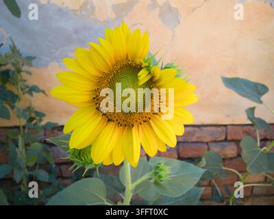 Nahaufnahme einer jungen gelben Sonnenblume, die blüht und ihre Blütenblätter vor einer rustikalen ockerfarbenen Wand und einem roten Ziegelsockel entfaltet. Stockfoto