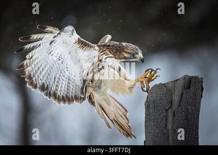 Ein kraftvolles Nahaufnahmeschnappschuss eines Rotschwanz-Bussards (Buteo jamaicensis) in der Luft, mit vollständig ausgebreiteten großen Flügeln und scharfen gelben Krallen Stockfoto