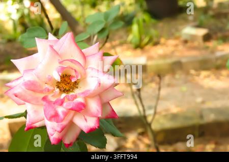 Rosa chinensis oder die blühende Chinesische Rose stammt von einem Mitglied der Gattung Rosa mit einer attraktiven und einzigartigen rosa Farbe. Stockfoto
