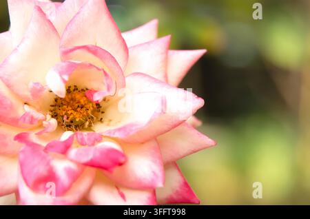 Rosa chinensis oder die blühende Chinesische Rose stammt von einem Mitglied der Gattung Rosa mit einer attraktiven und einzigartigen rosa Farbe. Stockfoto