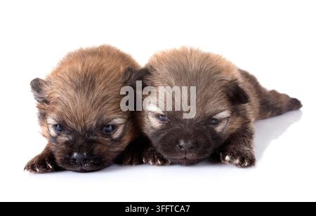 Pomeranian Welpen vor weißem Hintergrund Stockfoto