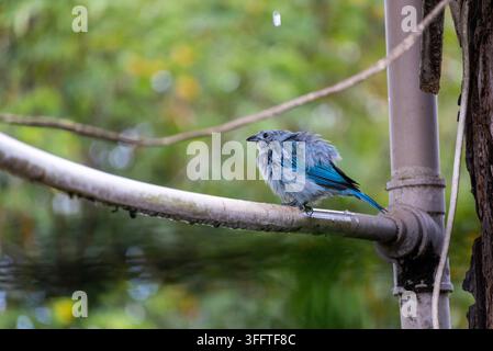 Schöner grauer und blauer flauschiger Vogel, der im Regen badet und spielt und die Wassertropfen abschüttelt Stockfoto