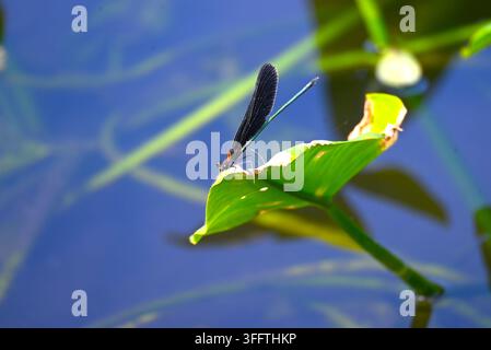 Eine Calopteryx atrata. Odonata Calopterygidae. Gewöhnlich in der Nähe von Gewässern zu finden, hat das Männchen einen grünen Hinterleib, während der der Frau schwarzbraun ist. Stockfoto