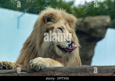 Männlicher Löwe, der sich den Mund leckt, Nahaufnahme Stockfoto