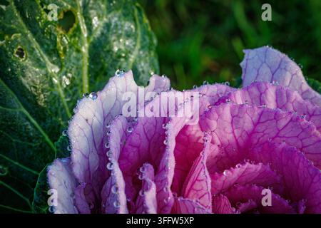 Nahaufnahme einer Zierkohlpflanze, die mit Morgentau bedeckt ist, mit lebendigen rosa und lila geäderten Blättern in einem Garten in Leuven, Belgien. Stockfoto