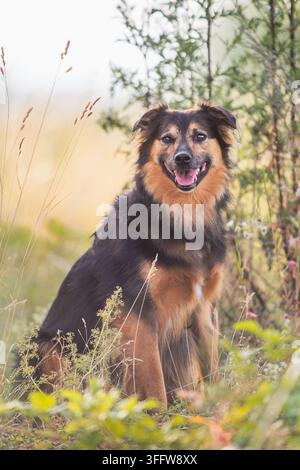 Flauschiger erwachsener Mischlingshund sitzt in der Natur bei weichem Licht und grünem Hintergrund Stockfoto