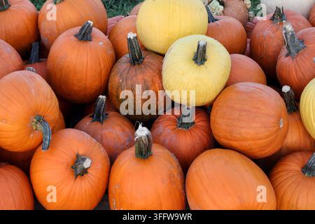Verschiedene orange und gelbe Kürbisse als Auslage für die Erntesaison im Herbst Stockfoto