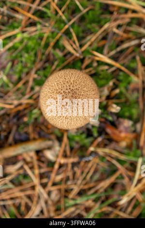 Gängiger Pilz mit runder, texturierter Kappe wächst zwischen Gras und Kiefernnadeln. Konzept der Wildpilzbestimmung und runder Pilzarten f Stockfoto