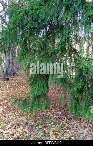 Eine Wiese bedeckt mit grünem Gras und trockenen Blättern. Ein schöner Nadelbaum mit hängenden Ästen. Ein Wald im Hintergrund. Stockfoto