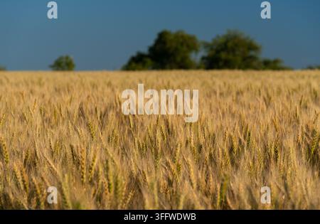 Eine weite Aufnahme eines reifen goldenen Weizenfeldes, bereit für die Ernte unter einem klaren blauen Himmel mit sanftem Sonnenlicht und verschwommenen grünen Bäumen in der Ferne Stockfoto