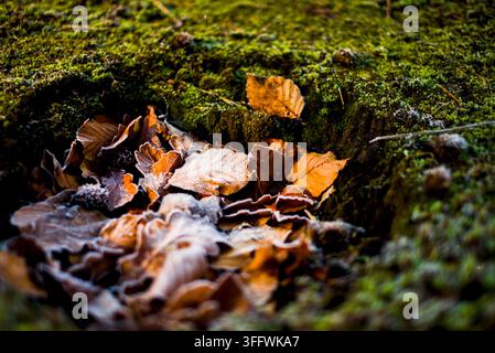Trockene Blätter sammeln sich in einem eingegrabenen Loch im Waldboden, leicht mit Frost bedeckt, zwischen Moos und natürlicher Vegetation. Stockfoto