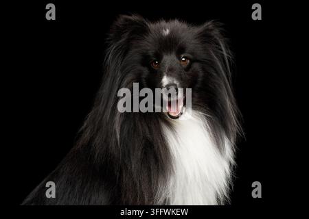 Fröhlicher, freudiger Shetland Sheepdog lächelt mit offenem Mund und schaut direkt in die Kamera, langes dunkles und weißes Fell leuchtet reich isoliert auf schwarzem Hintergrund Stockfoto