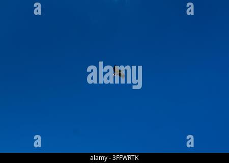Storch, der im blauen Himmel mit weißen Wolken im Close-Up schwebt Stockfoto