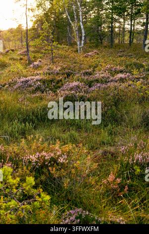 Goldenes Sonnenlicht erhellt blühende violette Heide, Gräser und Birkenbäume über ein friedliches Waldheidegebiet und schafft eine natürliche Szene, ideal für Stockfoto