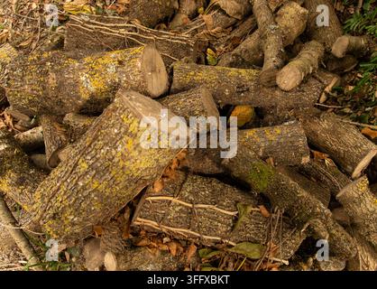 Gehacktes Brennholz in verschiedenen Größen liegt in einem ungeordneten Haufen auf dem Boden. Stockfoto