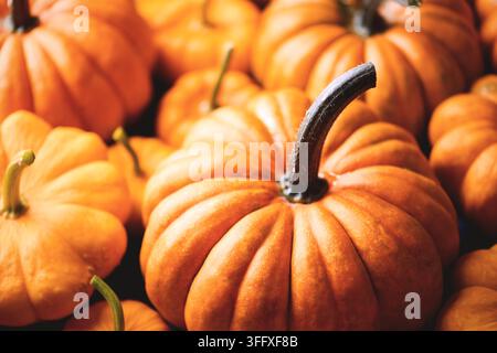 Top-down-Nahaufnahme einer Gruppe oranger Kürbisse, die den Rahmen füllen. Helle Herbstszene, ideal für Halloween-Dekor, saisonale Ernte und festliche Herbststimmung Stockfoto