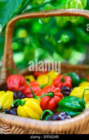 Korb mit gemischten Habanero-Pfeffern, umgeben von grünen Blättern. Frische Chili-Ernte, natürliche Freiluftkomposition Stockfoto