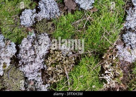Makroaufnahme von grünem Moos und grauer Flechte, die auf einer Baumrindenstruktur wachsen Stockfoto