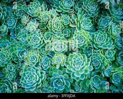 Top-Down-Ansicht eines dichten Teppichs aus blaugrünen Echeveria-Sukkulentenrosetten mit geometrischen Blattmustern, verschiedenen Größen einschließlich kleiner Ausläufer Stockfoto