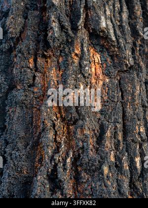 Extremer Nahaufnahme von tief gefurchter dunkler Eisenrinden-Eukalyptusholzrinde, die eine dramatische, geriffelte Textur mit warmen orange-braunen Tönen zeigt, Victoria, Australien. Stockfoto