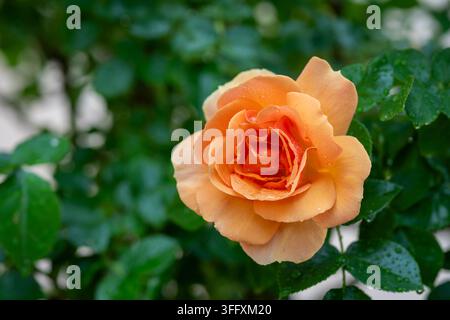 Rosa ‘Hansestadt Rostock’, Floribunda-Rose, eine kompakte deutsche Rosensorte mit reich gefüllten, zart duftenden Blüten in warmen Apricot-Orangetönen. Stockfoto