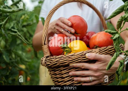 Nahaufnahme eines Korbs gefüllt mit frisch geernteten Tomaten Stockfoto