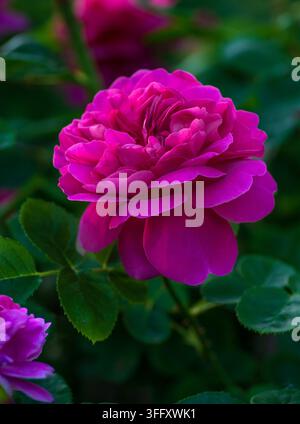 Rosa 'Princess Anne' (auch bekannt als AUSkitchen), rosa Rose, gezüchtet vom britischen Rosenzüchter David C. H. Austin Stockfoto