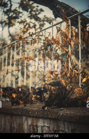 Torseschwanzkatze mit gelben Augen sitzt auf einer Steinmauer mit trockenen Blättern und einem Metallgeländer im Hintergrund. Stockfoto