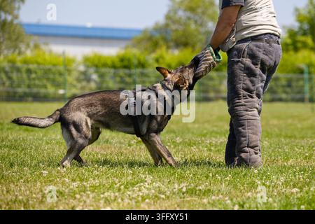 Ein schwarzer Deutscher Schäferhund beißt in eine Trainingsmanschette während einer Schutz- und Verteidigungstrainingseinheit mit einem Lockbojenführer auf einer Wiese. Stockfoto