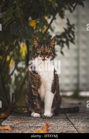 Getigerte und weiße Katze mit grünen Augen sitzt auf einer gepflasterten Oberfläche im Freien. Stockfoto