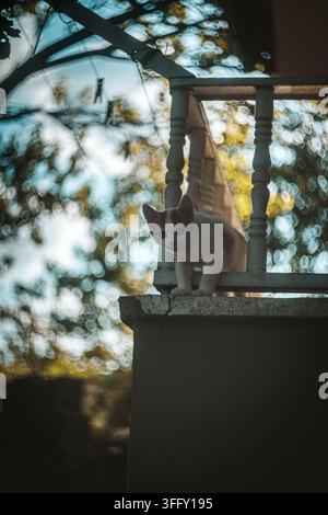 Weiße und rote Katze mit grünen Augen sitzt auf einem Balkongeländer. Stockfoto