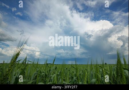 Ein wunderschöner Weitwinkelbild eines üppigen grünen Weizenfeldes, das unter einem massiven blauen Himmel mit weißen und grauen Gewitterwolken im Sommer wächst Stockfoto