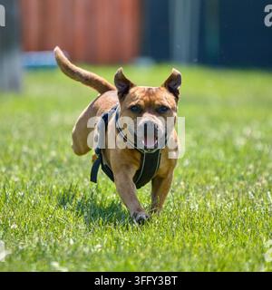 Ein fröhlicher und athletischer Staffordshire-Bull-Terrier-Hund trägt ein schwarzes Geschirr und rennt schnell auf die Kamera zu auf einem grünen Rasen während eines Sonnentages. Stockfoto