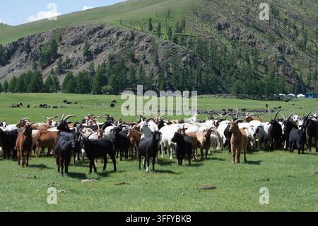 Orchon-Tal, Mongolei – 5. August 2026: Eine Ziegenherde versammelt sich auf dem Grasland, während sich im Hintergrund Berge erheben. Stockfoto