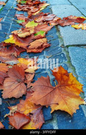 Schöne Herbst-Ahornblätter in lebhaften orangefarbenen und gelben Farben liegen auf einer Kopfsteinpflasterstraße in Budapest während der Herbstsaison. Stockfoto