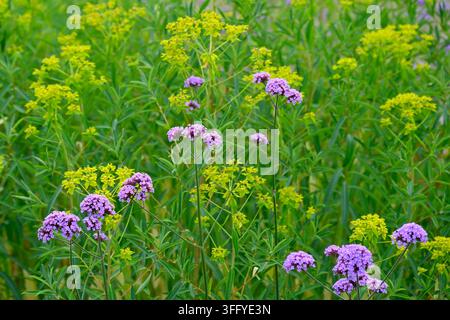 Attraktives Sommerbepflanzungskonzept mit lila Verbena bonariensis und säuregelber Patrinia scabiosifolia, die im Juni in einem britischen Garten wachsen Stockfoto