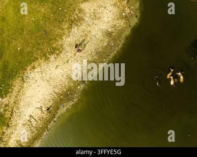 Luftbild von Wasserbüffeln, die in einem Fluss in der Nähe eines grasbewachsenen Ufers schwimmen, mit Menschen, die am Ufer in Dhaka, Dhaka Division, Bangladesch stehen. Stockfoto